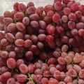 Chinese grape fresh grape new season grape price